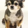 チワワのサマーカット・樋口ライムちゃん