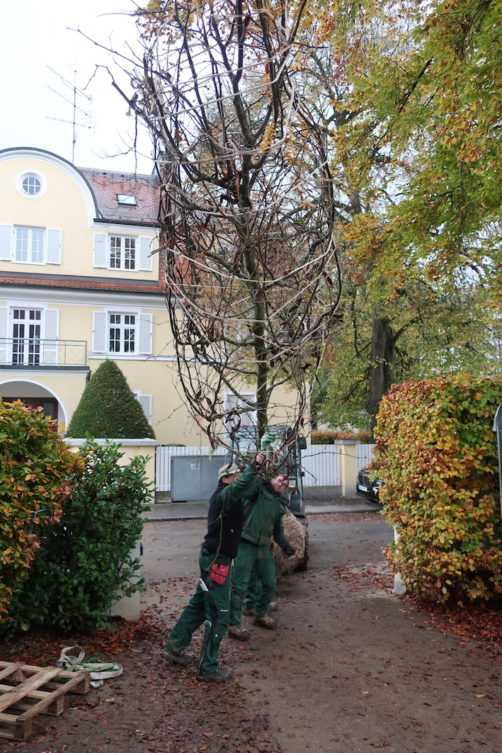... und Transport in den Garten