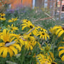 und Rudbeckia