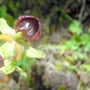 ophrys arachnitisformis, "ophrys araignée"
