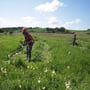 Die Mahd erfolgte mit Freischneidern vorab ...