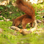 Eichhörnchen sichert Nahrung