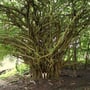 Riesiger Baum auf dem Weg zu den Akaka Falls bei Hilo auf Big Island Hawaii