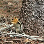 Chipmunks - Adinas grosse Liebe (auch dank gleichnamigem Kinofilm...)