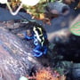 Unsere Mitarbeiter, Dendrobates tinctorius "Nominat"