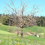 Kirschbaum 14.04.2014