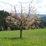 Kirschbaum 24.04.2014