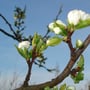 Zuckerpflümliknospen 09.04.2014