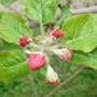 Apfelblütenknospe Florina 12.04.2014