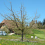 Boskopbaum 14.04.2014