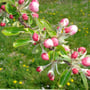 Apfelblüte Boskop 14.04.2014