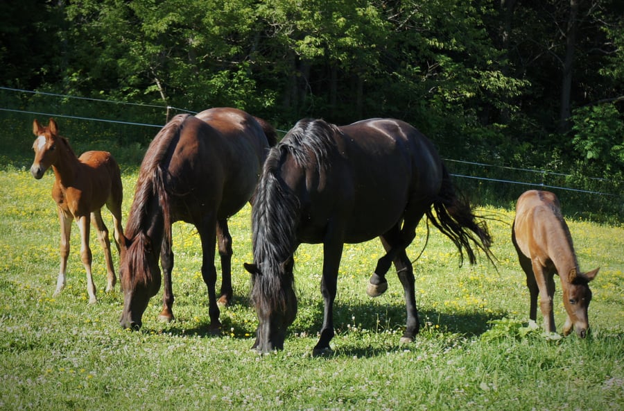 Ari, Shawna, Velvet, Danny Boy