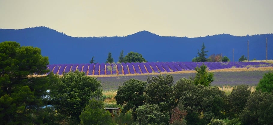 blick auf unser feld mit echtem bio lavendel in der provence