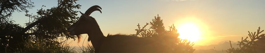 TAUCHE EIN IN DIE HEILSAME KRAFT DER NATUR!