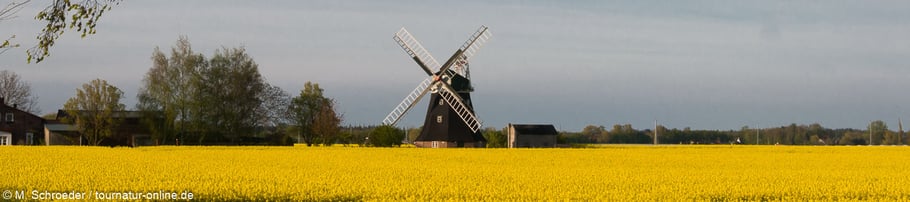 Rapsblüte in der Vorpommerische Boddenlandschaft