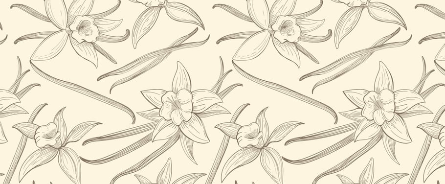 Vanille Pflanze und Vanilleschote Illustration Grafik