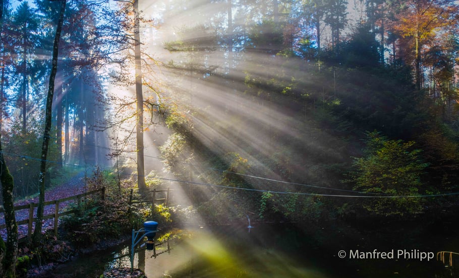 Herbstsonne im Wald bei Unterägeri
