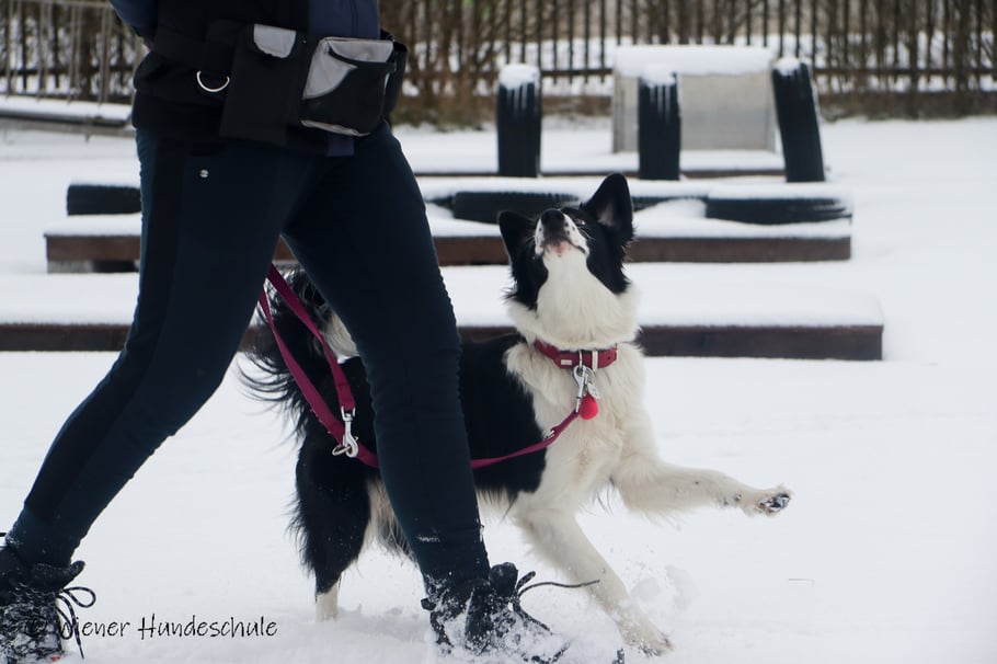 Welpenschule Wien - Hundetrainer Wien