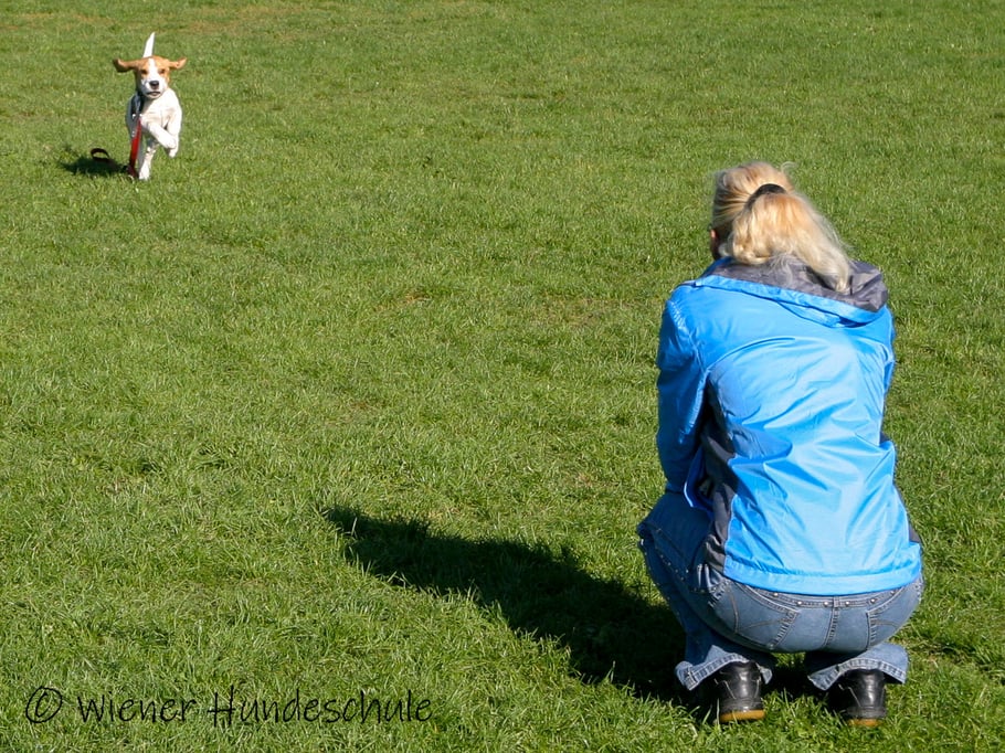 Wiener Hundeschule - Welpenschule Wien - Hundetrainer Wien