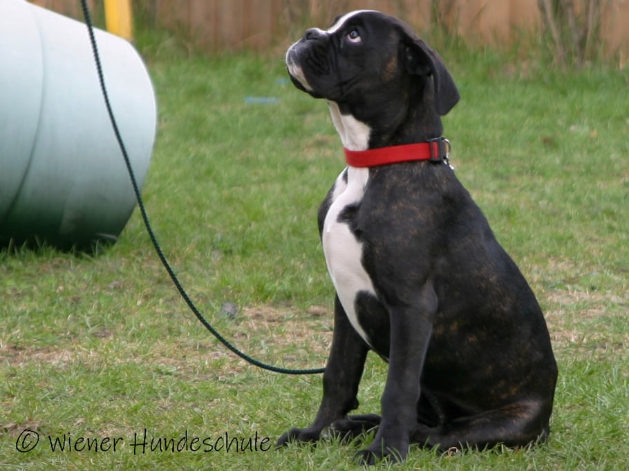 Welpenschule Wien - Hundetrainer Wien