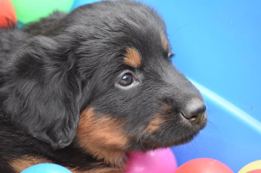 (A)Lana von Michel´s Hofreite mit 5 Wochen