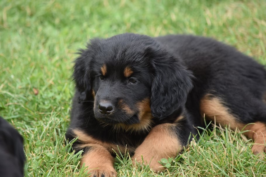 Lana am 06.08.2019 ( 6 1/2 Wochen alt)