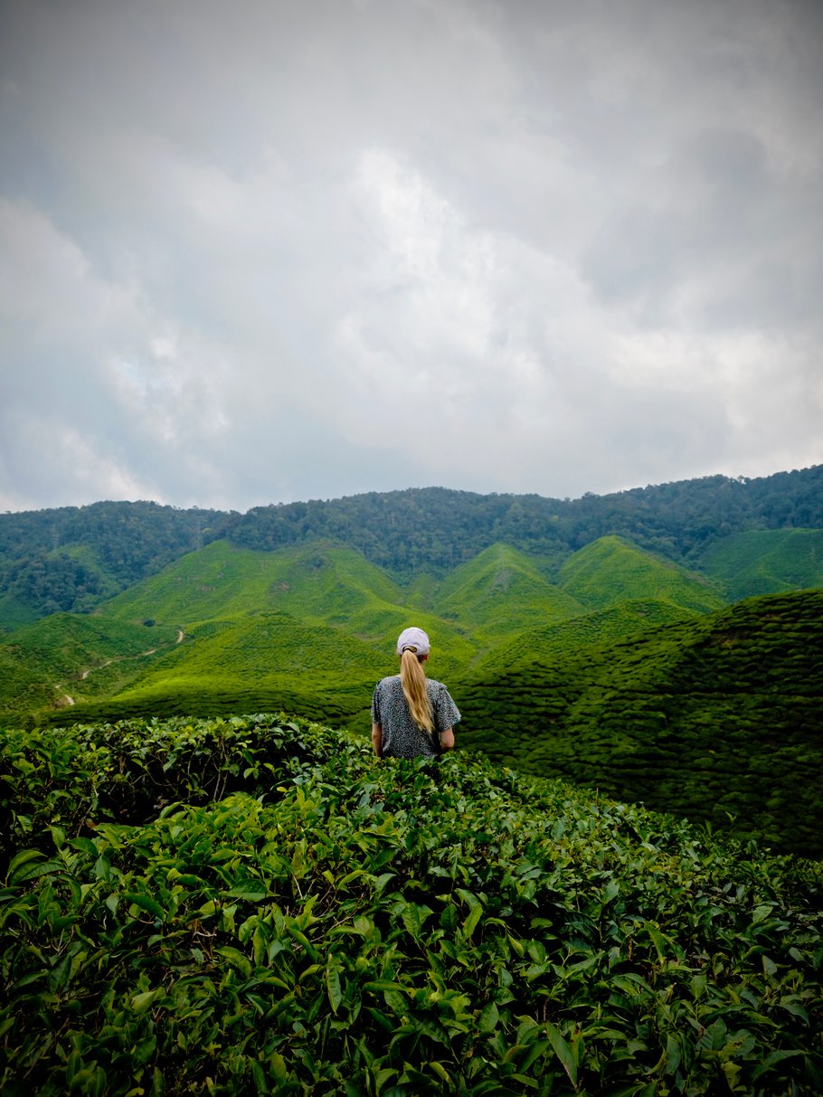 Cameroon Highlands Tea Plantation