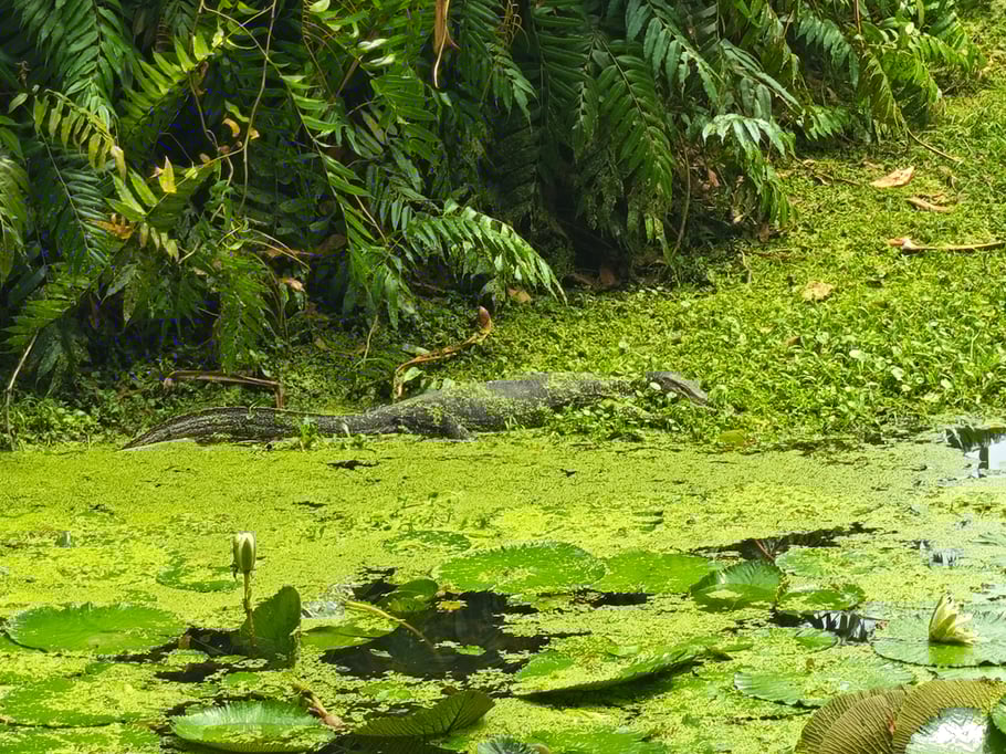 Can you spot the animal?