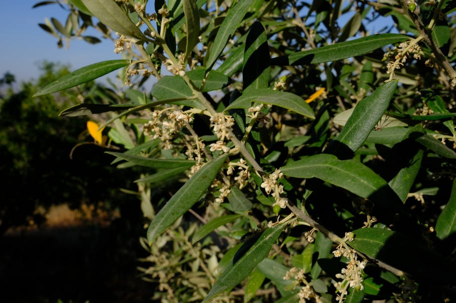 Aus den Blüten werden Oliven - mit etwas Pflege und Glück
