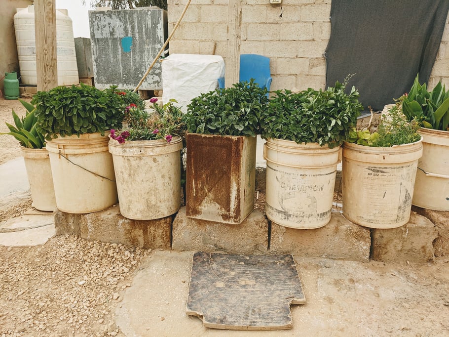 Verschiedene Kräuter für Tees