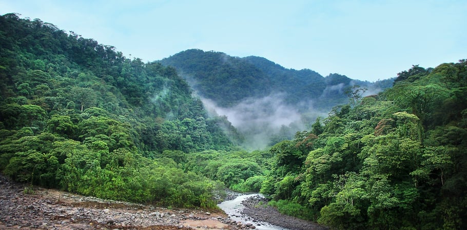Aussicht in den Urwald in Costa Rica