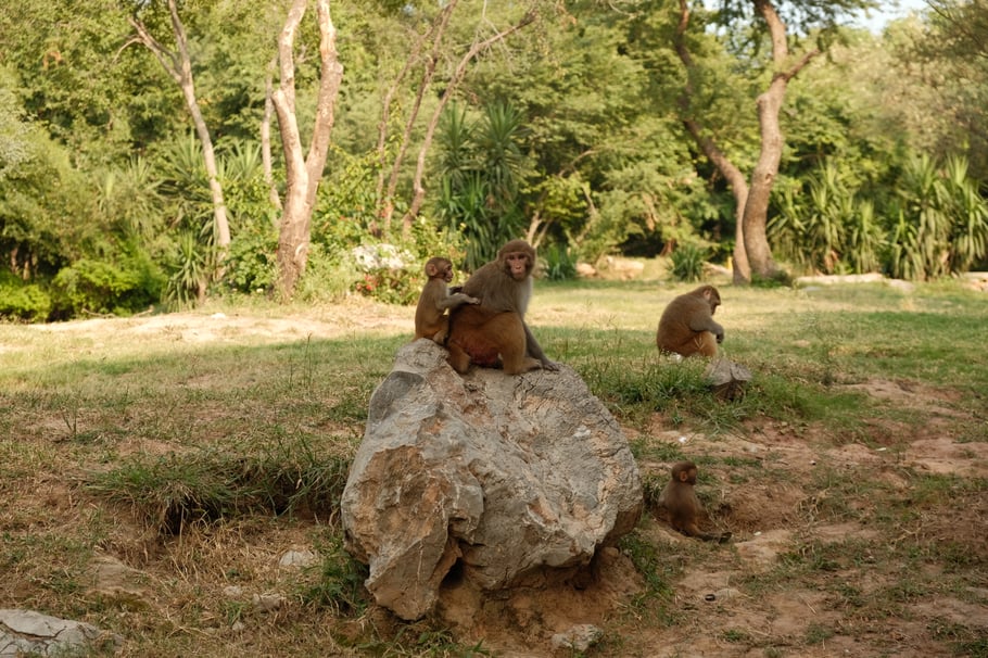 Keine Abgrenzung zwischen den Äffchen und uns im Damam e-koh Park