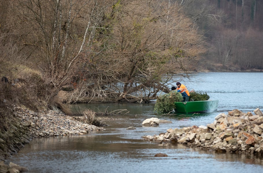 Laichbäume versenken für Egli im Rhein. (Foto CC)