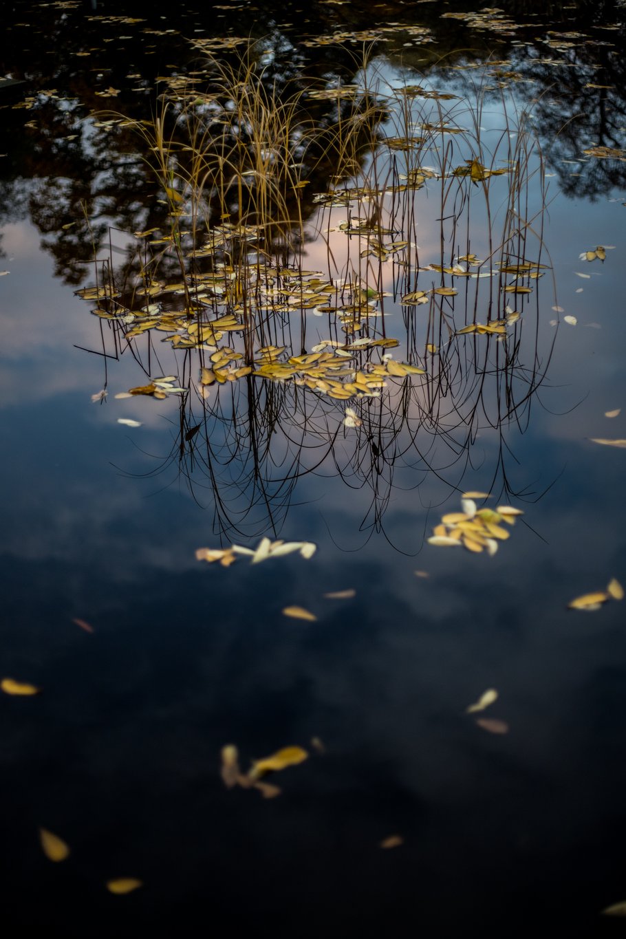 Water plants poking out of the water of a pond, yellow leaves floating on the surface. The partially cloudy sky, trees, and the water plants are reflected on the surface.