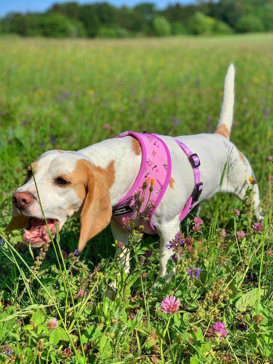 Wenn Hunde Gras fressen | hundkatzeschmaus.ch