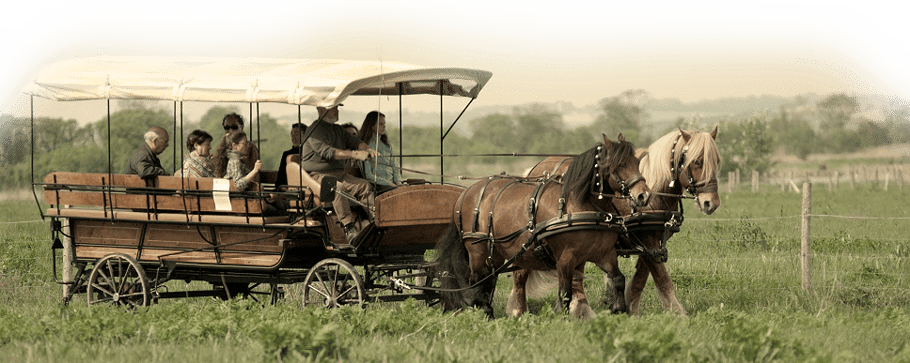chevaux de trait, calèche, promenade, Charente Maritime, 17