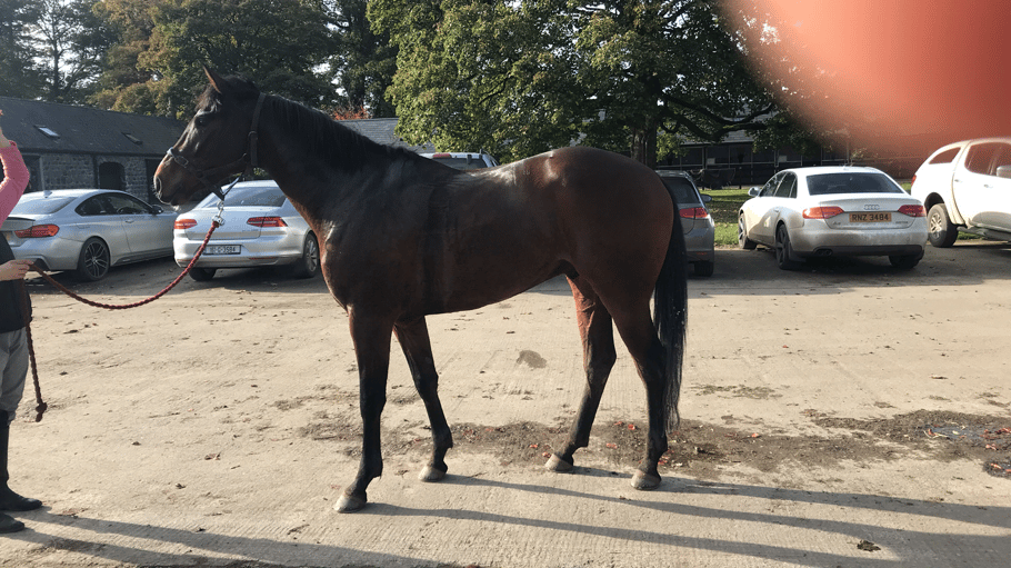 Forcing Bull (Papal Bull–Florice v. Lord of England)