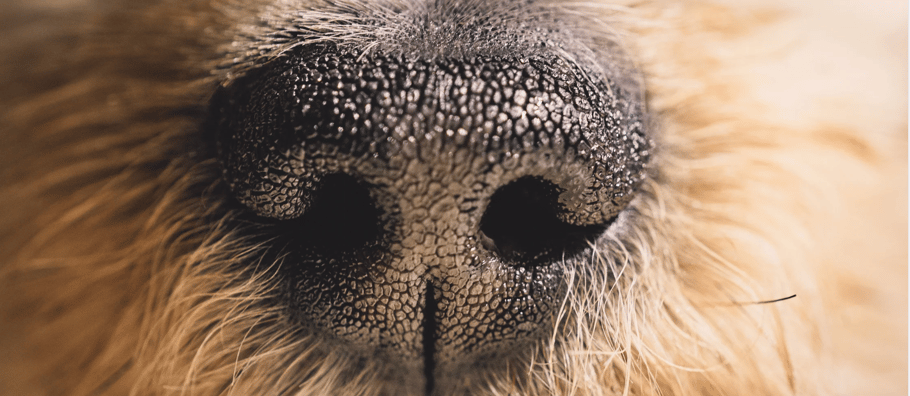 Futter-Check Hund | hundkatzeschmaus.ch