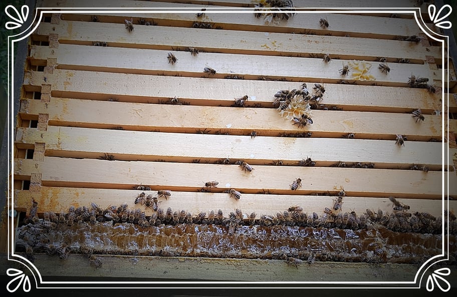 Honigzarge US Dadant 