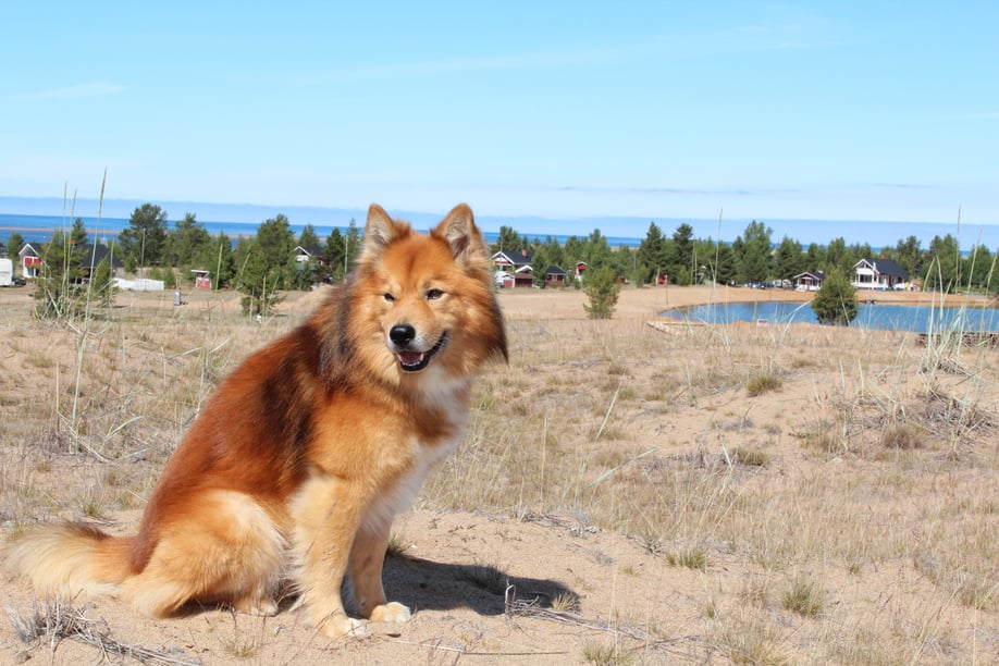Lapinkoira Mikko in Kalajoki, Finnland 2013
