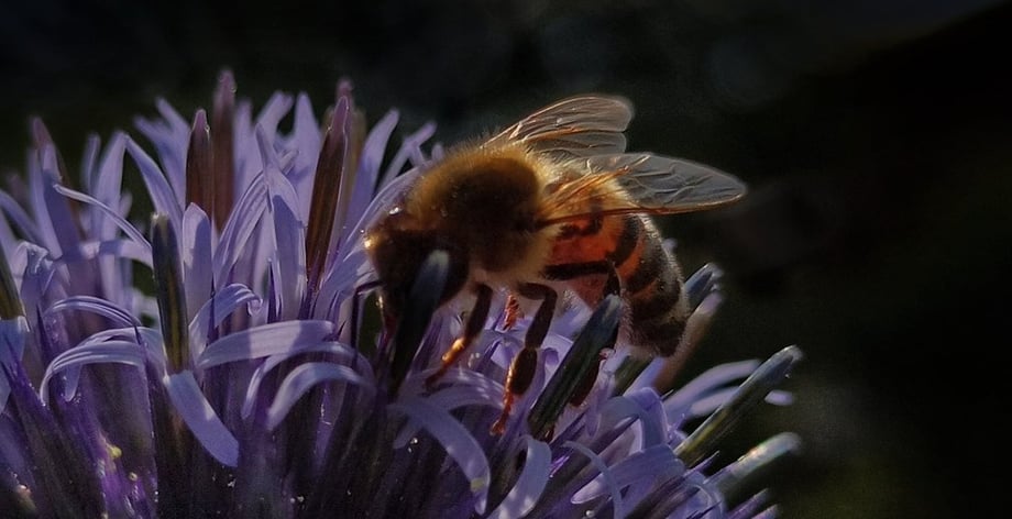 Mit der Kugeldistel gestaltest du deinen Garten in Oldenburg. Und Insekten, wie die Honigbiene hier, lieben sie!