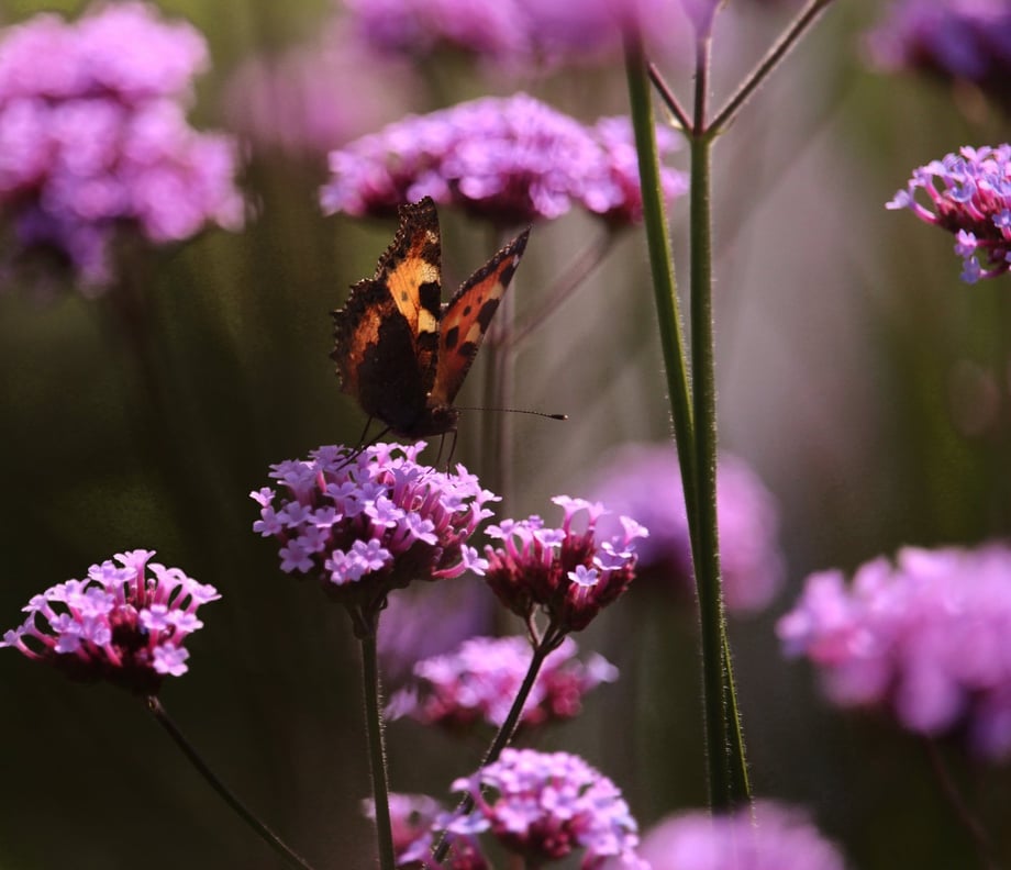 Wie schön: Das Patagonische Eisenkraut lockt einen Schmetterling, den kleinen Fuchs, in den Naturgarten