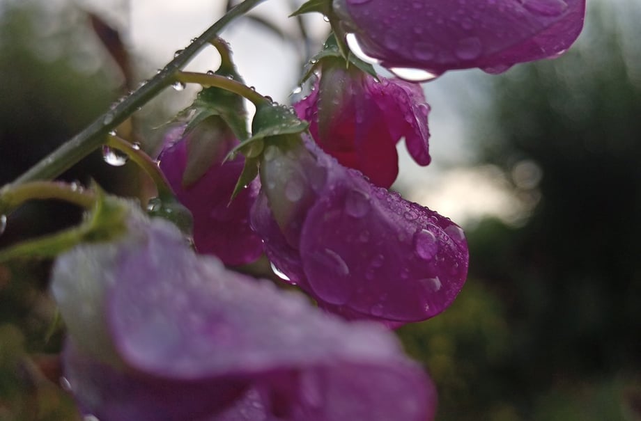 Regentropfen glitzern auf der rosa Staudenwicke, einer schönen Pflanze für den Naturgarten.