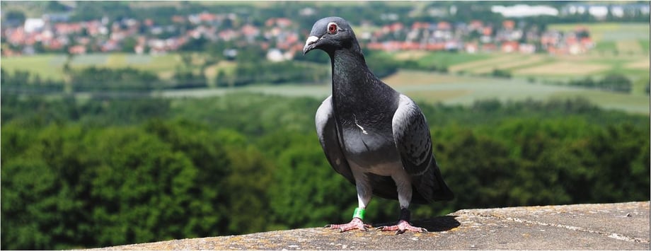 commons.wikimedia.org cc by sa klick