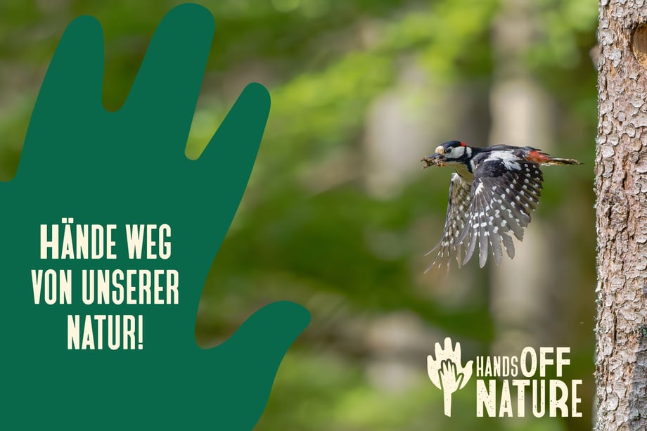 Key Visual für Stunde der Gartenvögel 2024