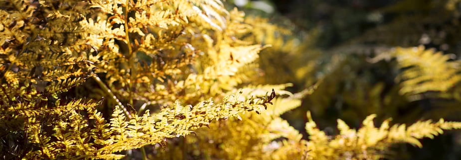 Foto von caldera-studios.is