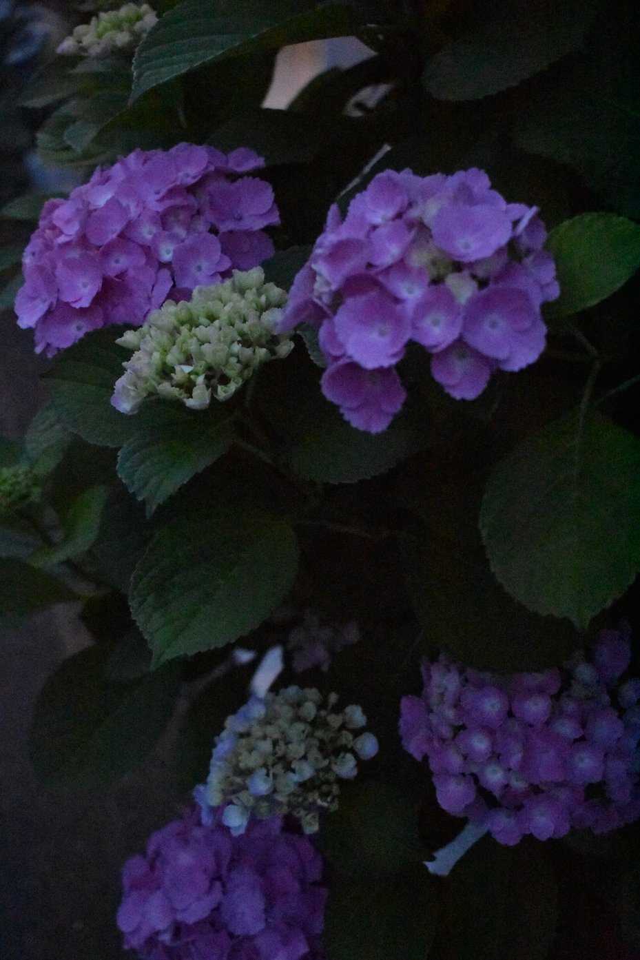 紫陽花
