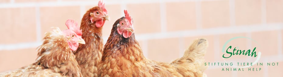 rettetdashuhn.ch - Stinah - Hochleistungs Legehennen ein neues Zuhause geben
