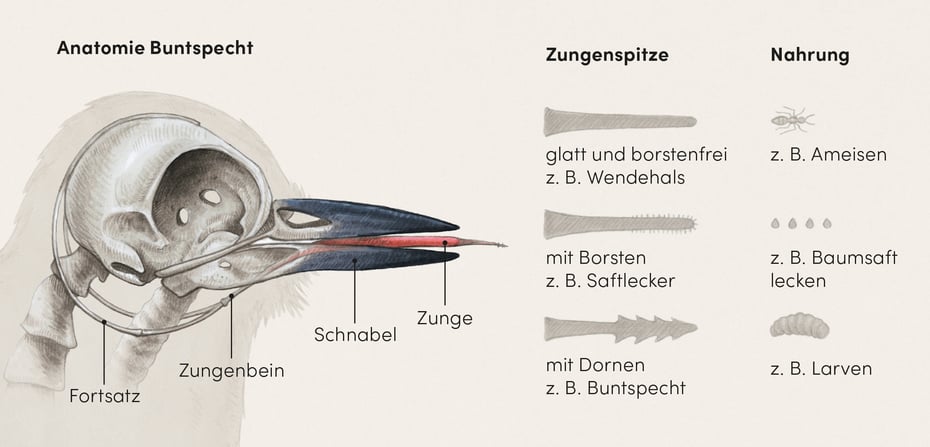 Wissenschaftliche Illustration der Anatomie eines Spechtkopfes mit Zungenspitze und Nahrung © Michael Stünzi