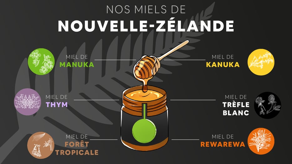 Illustration graphique sur fond noir d’une fougère argentée avec un pot de Miel de Manuka Puri New Zealand 240g stylisé. Des flèches partent du pot vers différents Miels : Manuka, Kanuka, Thym, Trèfle, Forêt Tropicale, Rewarewa
